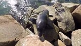 Curious seel!