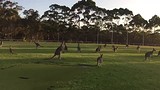 Kangoeroes op het speelveld