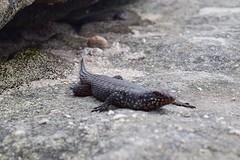 IMG_0778