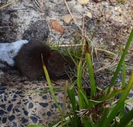 IMG_1016
