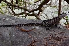 IMG_1038
