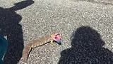 Blue Tongue Lizard