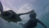 Zwemmen met de zee schildpad