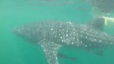 zwemmen met whaleshark
