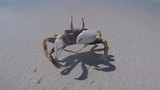 Mr Krabs