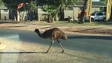 overstekende emu's in het dorp