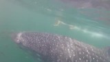 zwemmen met de whale shark