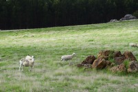 IMG_4335