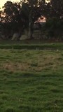 Big Kangaroo