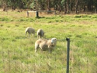IMG_4658