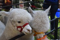 IMG_4763