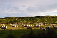 IMG_5663