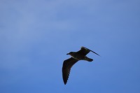 IMG_5967