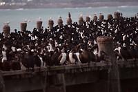 IMG_5985