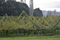 IMG_6846
