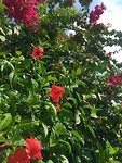 IMG_7556