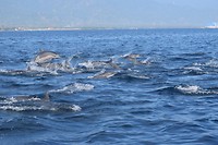 IMG_7649