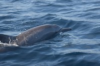 IMG_7652