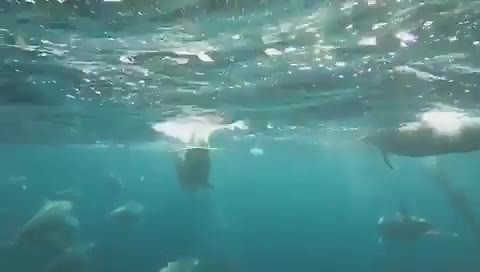 Dolfijnentrip Lovina Bali