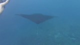 Onze prachtige Manta Ray's ervaring aftermovie