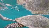 Turtle swim @ Gili air