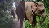 Onze olifanten trip bij Elephant Haven Thailand