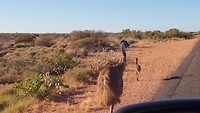 Emu's Exmouth