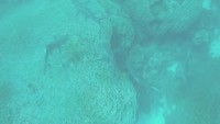 Sharks @ Ningaloo Reef