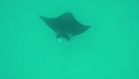 Manta Ray @ Ningaloo Reef