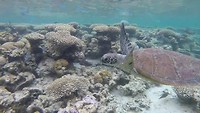 Schildpad @ Ningaloo Reef