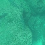 Sharks @ Ningaloo Reef