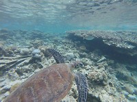 GOPR1803_1541667324491_high
