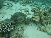 G0025912_1541668444512_high