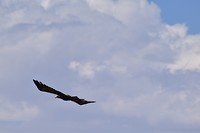 D56_0584