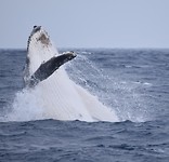 Screenshot_20181117-155613_Gallery