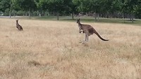 Kangaroo field