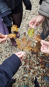 Bored so we searched for leaves