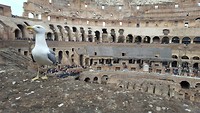 Amazing bird in the Colosseum