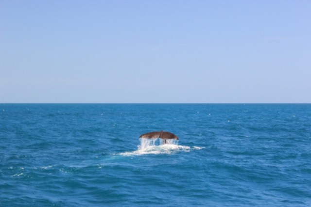 thumb_IMG_4130_1024