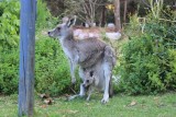 thumb_IMG_5245_1024