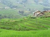 Sapa