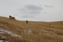 wild horses: takhi in hustai NP