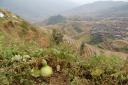 ricefields near longji