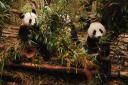 panda's in chengdu