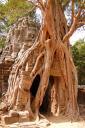 angor wat