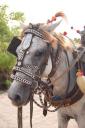 transport op de gili 's