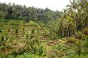 rijstvelden bij ubud