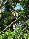 neushoornvogel, khao yai NP
