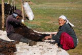 schapen knippen