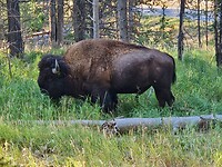 Bison van heel dichtbij